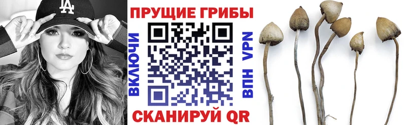 blacksprut сайт  Тында  Галлюциногенные грибы прущие грибы 